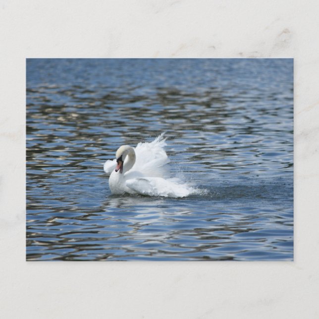 Balayage du cygne sur une carte postale (Devant)