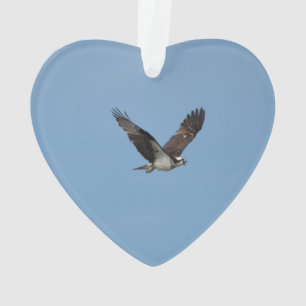 Balbuzard de glissement