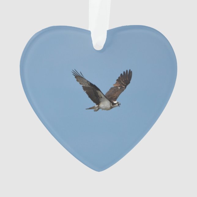 Balbuzard de glissement (dos)