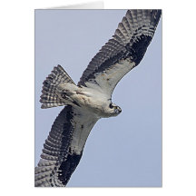 Balbuzard en vol