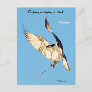 Balbuzard en vol bâton Carte Postale Floride