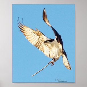 Balbuzard pêcheur tenant une affiche en bâton