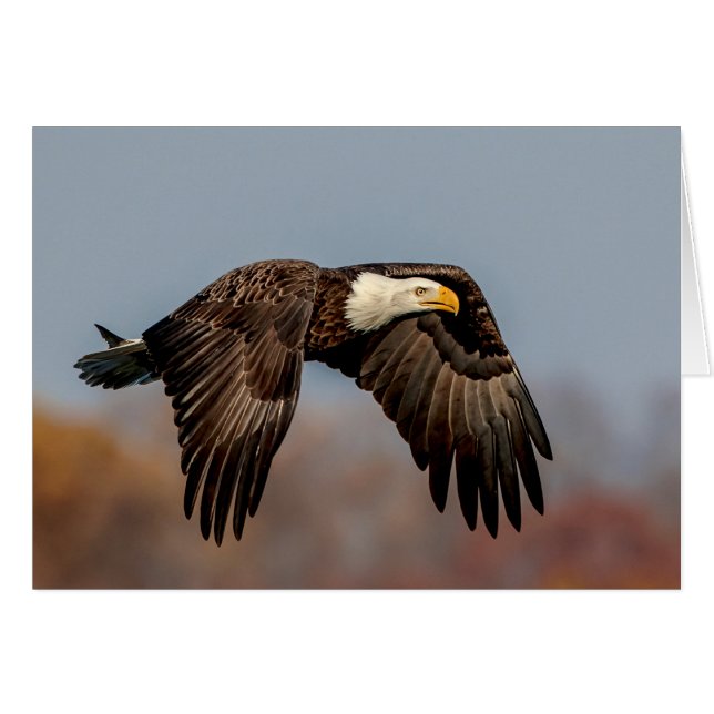 Bald-Adler (Vorderseite (Horizontal))