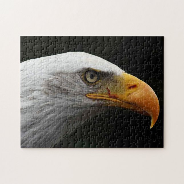 Bald Adler 11x14 252pc jpa (Horizontal)