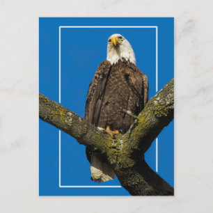 Bald-Adler an der Grenze Postkarte