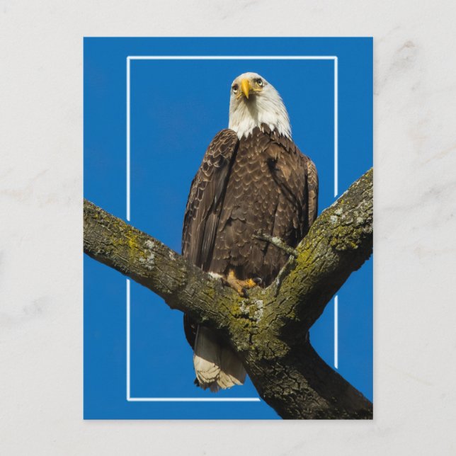 Bald-Adler an der Grenze Postkarte (Vorderseite)
