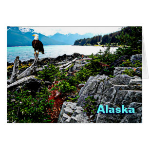 Bald-Adler an der Küste von Alaska