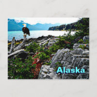 Bald-Adler an der Küste von Alaska