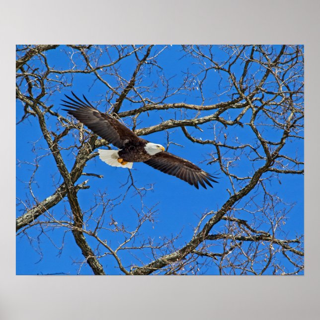 Bald-Adler auf blau Poster (Vorne)