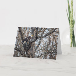 Bald Adler auf der Jagd Karte