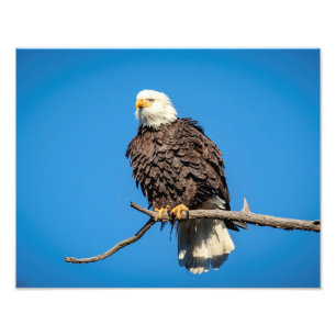 Bald Adler auf einem Baum Fotodruck