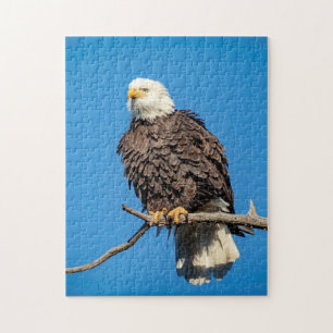 Bald-Adler auf einem Baumzweig