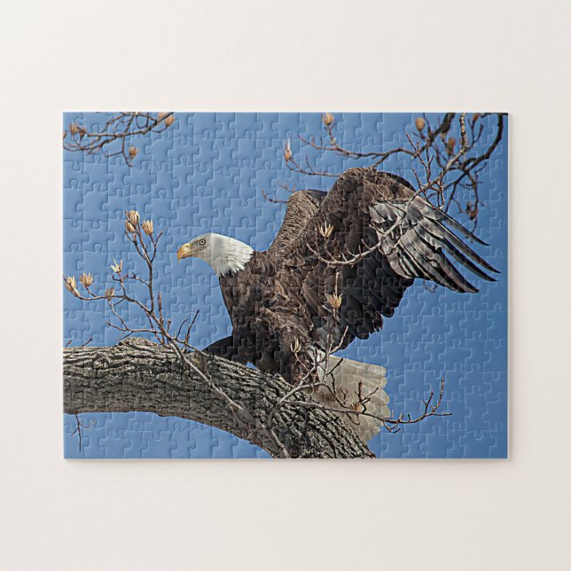 Bald-Adler auf einem Baumzweig (Horizontal)