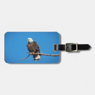 Bald-Adler auf einem Baumzweig Gepäckanhänger