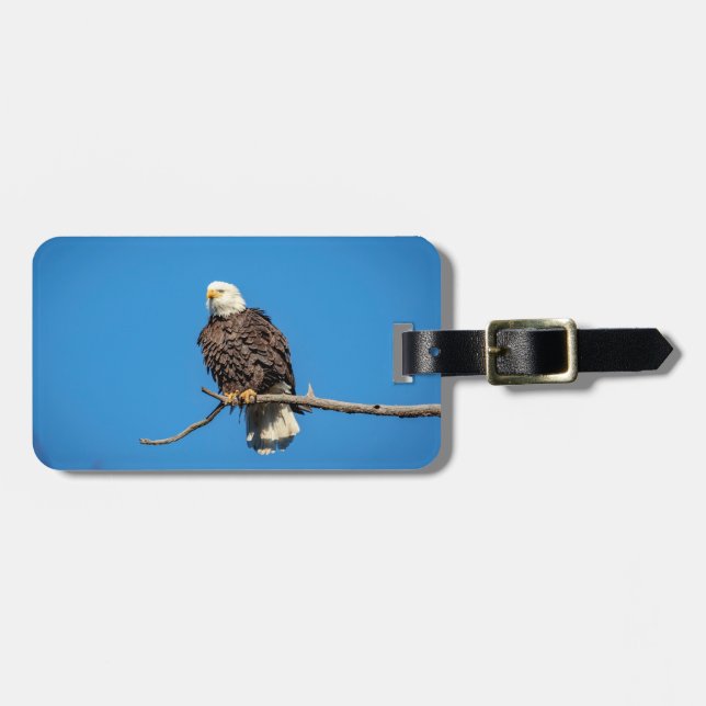 Bald-Adler auf einem Baumzweig Gepäckanhänger (Vorderseite horizontal)