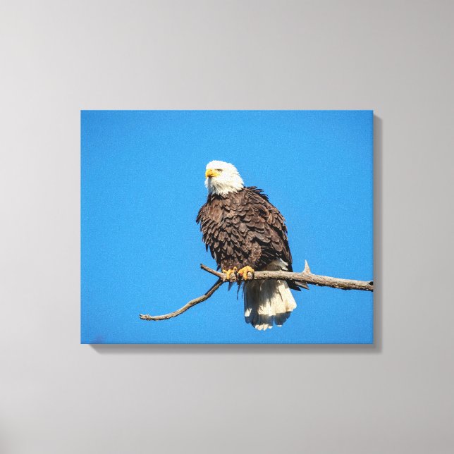 Bald-Adler auf einem Baumzweig Leinwanddruck (Vorderseite)