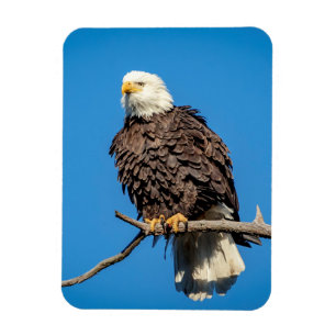 Bald-Adler auf einem Baumzweig Magnet