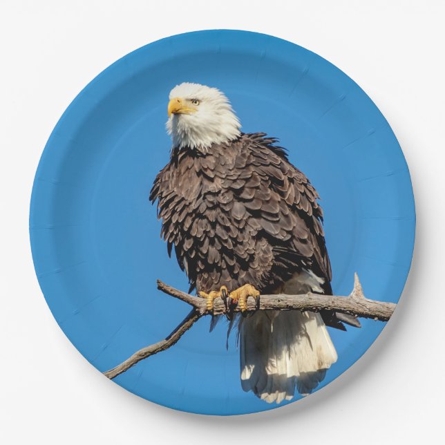Bald-Adler auf einem Baumzweig Pappteller (Vorderseite)