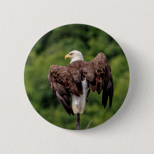 Bald-Adler auf einem Zweig Button
