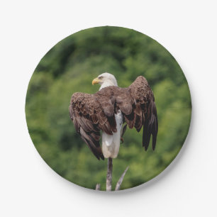 Bald-Adler auf einem Zweig Pappteller