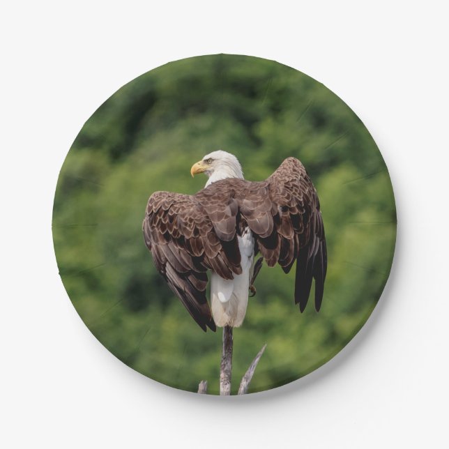 Bald-Adler auf einem Zweig Pappteller (Vorderseite)