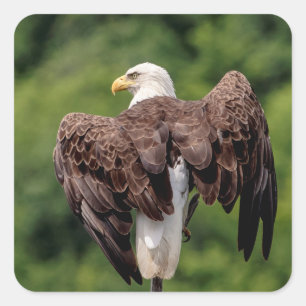 Bald-Adler auf einem Zweig Quadratischer Aufkleber
