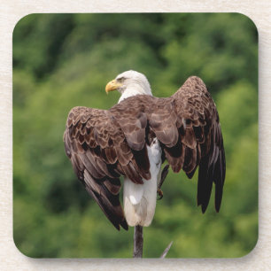 Bald-Adler auf einem Zweig Untersetzer