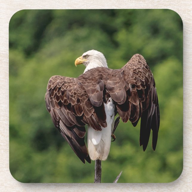 Bald-Adler auf einem Zweig Untersetzer (Vorderseite)