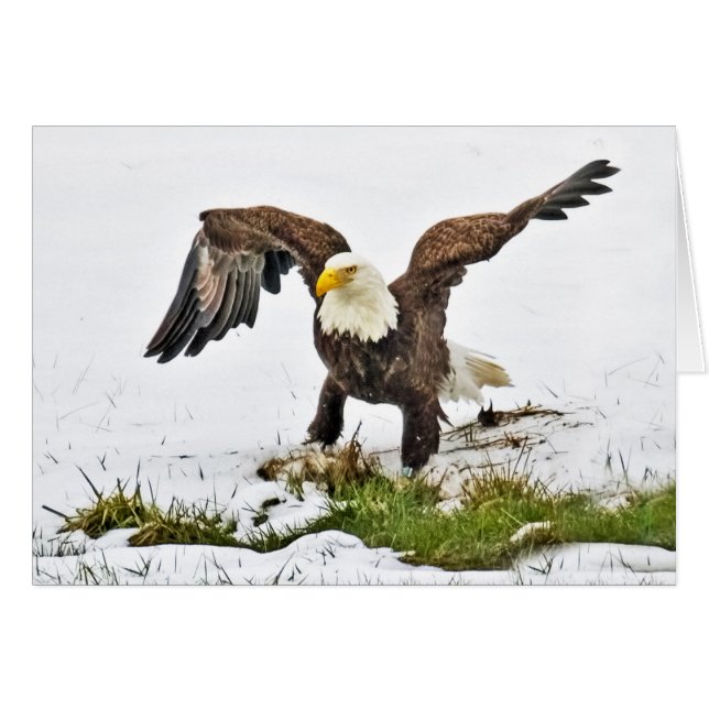Bald Adler auf Gras und Schnee (Vorderseite (Horizontal))
