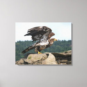 Bald Adler bereit für den Flug gepanzerte Canvas Leinwanddruck