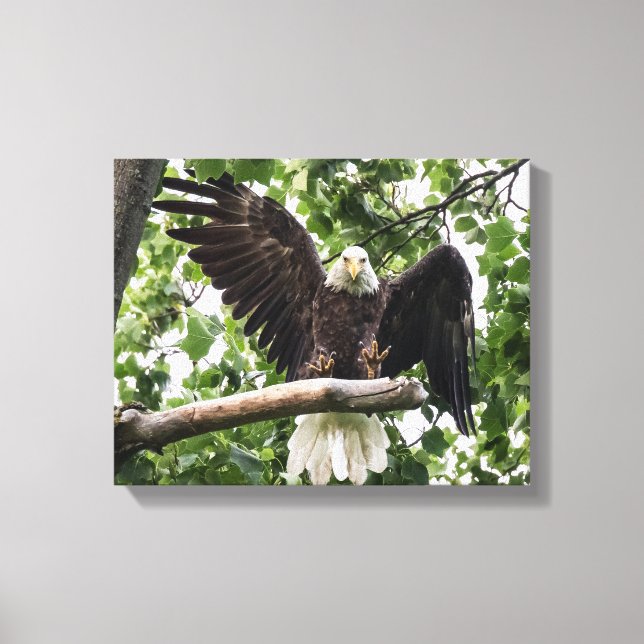 Bald-Adler, der die Landung festhält Leinwanddruck (Vorderseite)