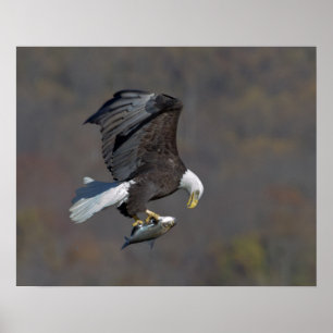 Bald-Adler, der einen Fisch anstarrt Poster