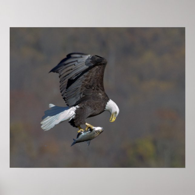 Bald-Adler, der einen Fisch anstarrt Poster (Vorne)