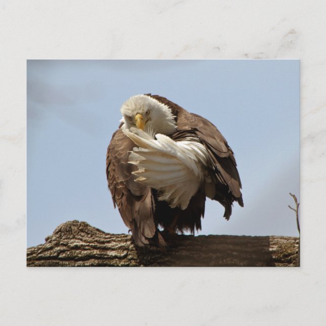 Bald-Adler (Der Vogel, der den Vogel spendet) Postkarte (Vorderseite)