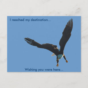 Bald-Adler-Flugabholung II Postkarte