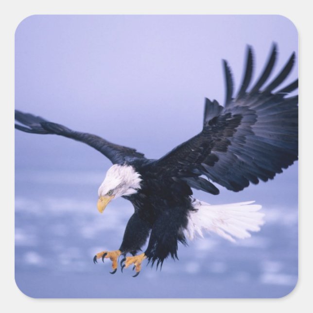 Bald-Adler-Flügel breiten sich in einem Sturm aus. Quadratischer Aufkleber (Vorderseite)