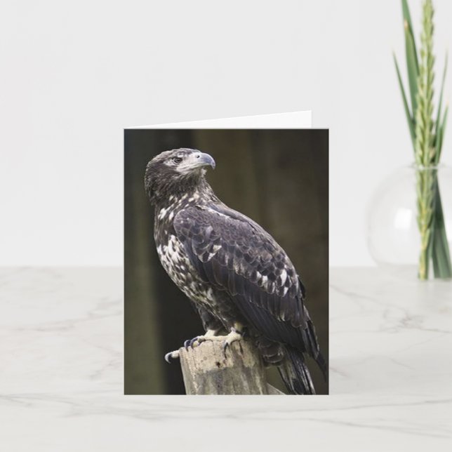 Bald-Adler-Foto Faltkarte (Vorderseite)