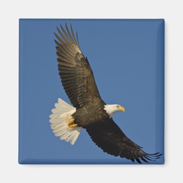 Bald-Adler, Haliäetus leucocephalus, Homer Magnet (Vorne)