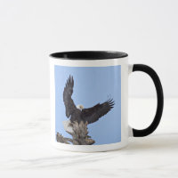 Bald-Adler (Haliäetus leucocephalus) mit Flügeln