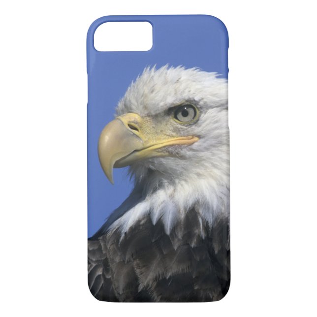 Bald-Adler (Haliäetus leucocephalus), wild, Case-Mate iPhone Hülle (Rückseite)