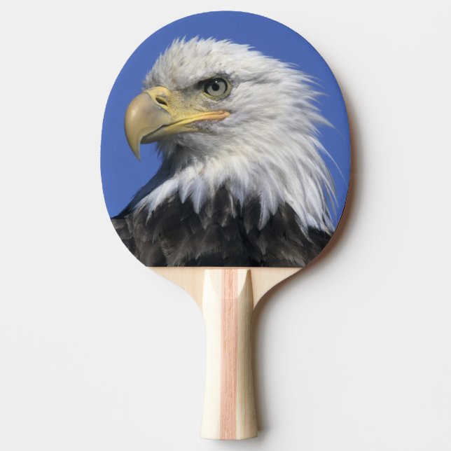 Bald-Adler (Haliäetus leucocephalus), wild, Tischtennis Schläger (Vorderseite)
