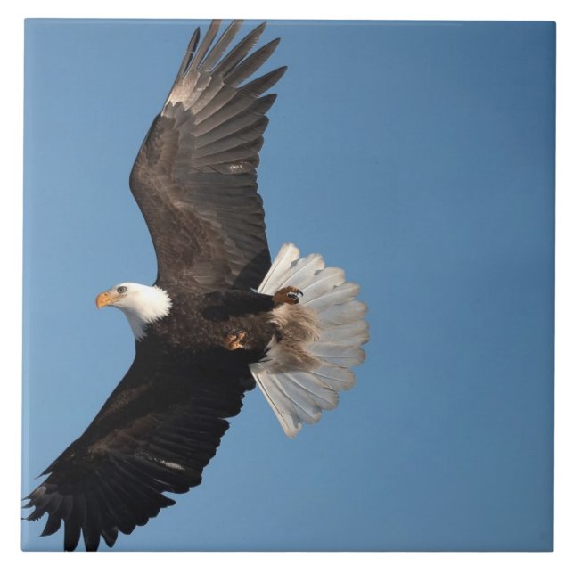 Bald Adler im Flug Fliese (Vorderseite)