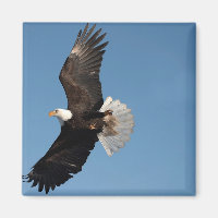 Bald Adler im Flug