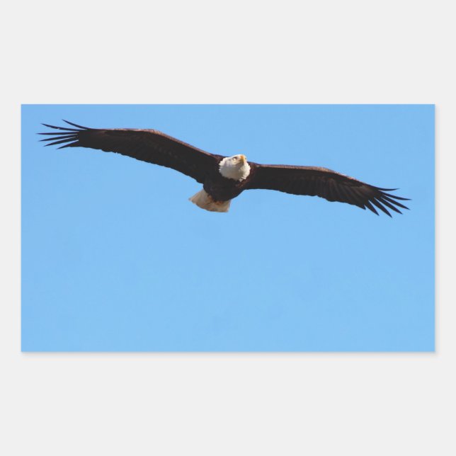 Bald Adler im Flug Rechteckiger Aufkleber (Vorderseite)
