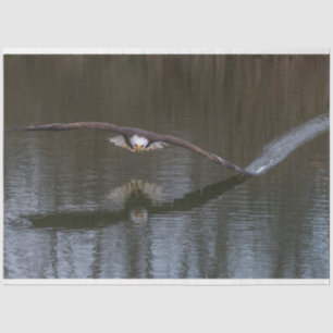 Bald Adler im Flug Seidenpapier