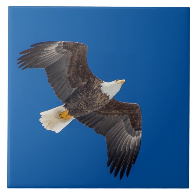 Bald Adler in blauem Himmel Fliese (Vorderseite)