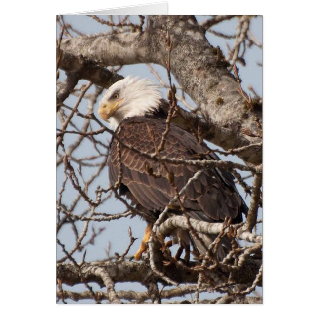 Bald-Adler in einem Baum (Vorne)