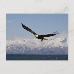 Bald Adler in Flight, Haliäetus leucocephalus, 3 Postkarte