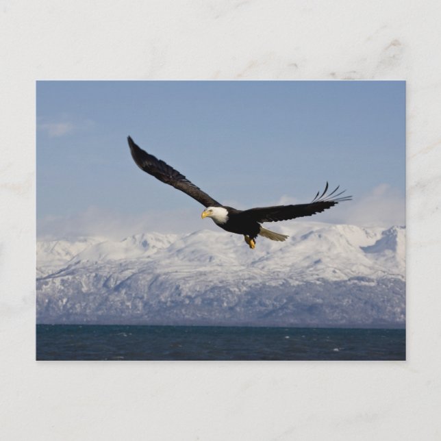 Bald Adler in Flight, Haliäetus leucocephalus, 3 Postkarte (Vorderseite)