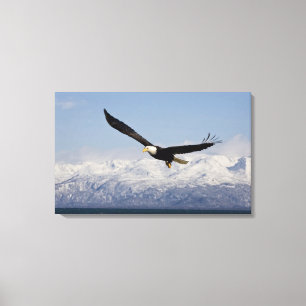 Bald Adler in Flight, Haliäetus leucocephalus, 4 Leinwanddruck